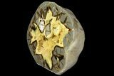 Polished, Crystal Filled Septarian Geode - Utah #170007-1